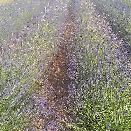 Mas De Lavande سانت-أمبروا